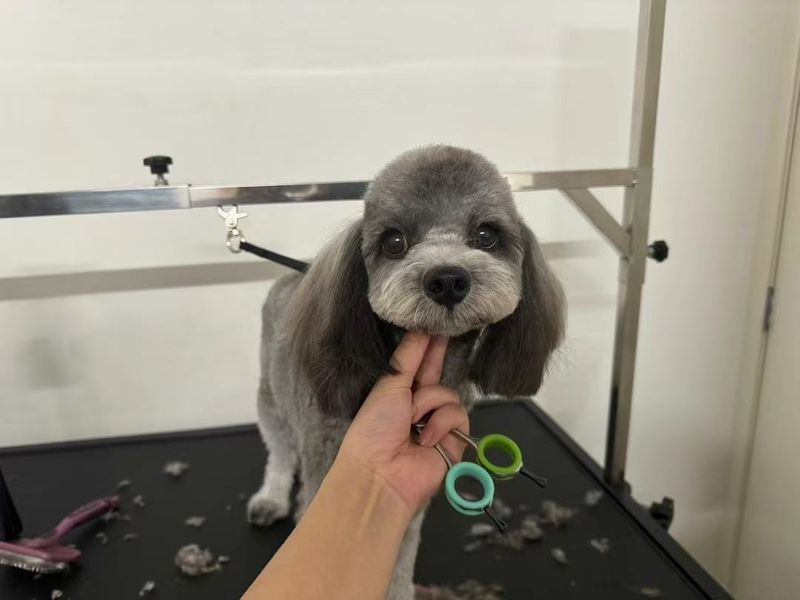 宠物美容作品